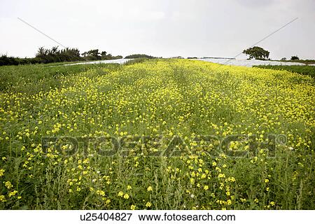 Stock Photo - farm worker inspects sunflower. Fotosearch