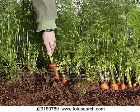 Stock Photo - farm worker picking carrot. Fotosearch