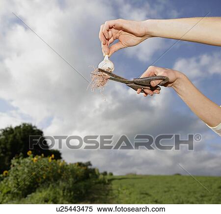 Stock Photography - farm worker trims garlic. Fotosearch