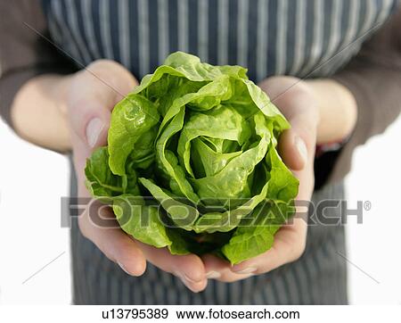 farm worker with harvested lettuce View Large Photo Image Stock Photo - farm worker with harvested lettuce. Fotosearch