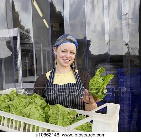 Stock Photo - farm worker with harvested lettuces. Fotosearch