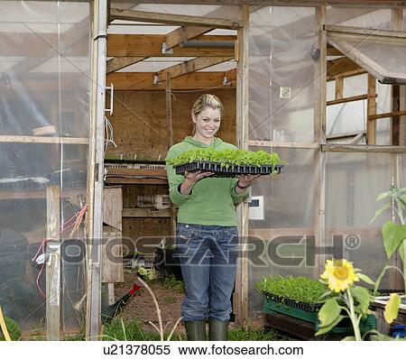 Stock Photography - farm worker with tray of shoots. Fotosearch