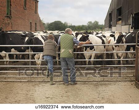 Picture - Farmer And Son Looking at Cows. Fotosearch