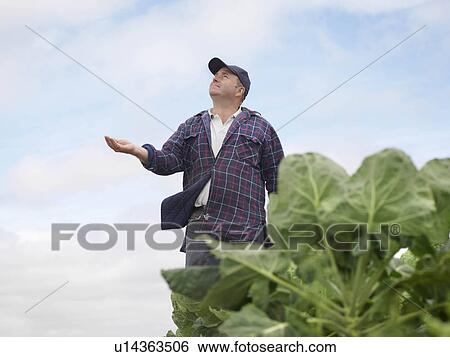 Stock Photograph - Farmer Checking For Rain In Crop Field. Fotosearch