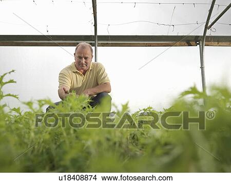 Farmer Crouching In Polytunnel View Large Photo Image Picture - Farmer Crouching In Polytunnel. Fotosearch