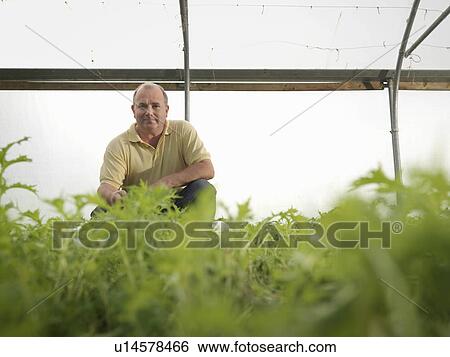 Farmer Crouching In Polytunnel View Large Photo Image Stock Photograph - Farmer Crouching In Polytunnel. Fotosearch