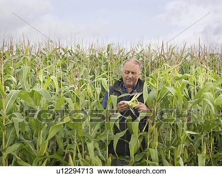 Stock Image - Farmer In Crop Field. Fotosearch