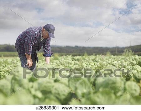 Stock Image - Farmer In Crop Field. Fotosearch