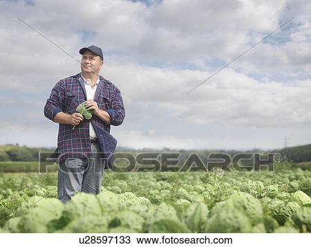 Farmer In Crop Field View Large Photo Image Stock Image - Farmer In Crop Field. Fotosearch