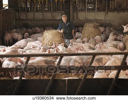 Picture - Farmer In Middle Of Pigs. Fotosearch