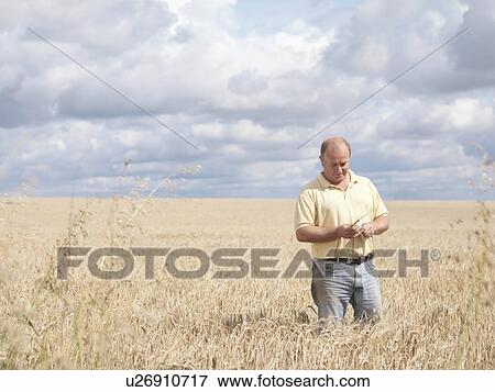 Farmer In Wheat Field View Large Photo Image Stock Photo - Farmer In Wheat Field. Fotosearch