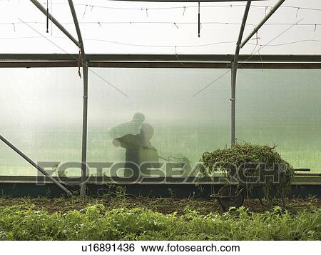 Farmer Outside Polytunnel View Large Photo Image Stock Photograph - Farmer Outside Polytunnel. Fotosearch