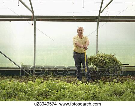 Picture - Farmer Standing In Polytunnel. Fotosearch