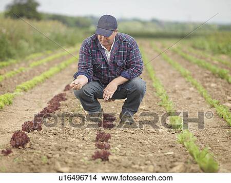 Farmer Tending Crops In Field View Large Photo Image Picture - Farmer Tending Crops In Field. Fotosearch