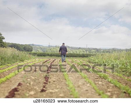 Farmer Walking In Crop Field Back View View Large Photo Image Stock Image - Farmer Walking In Crop Field Back View. Fotosearch