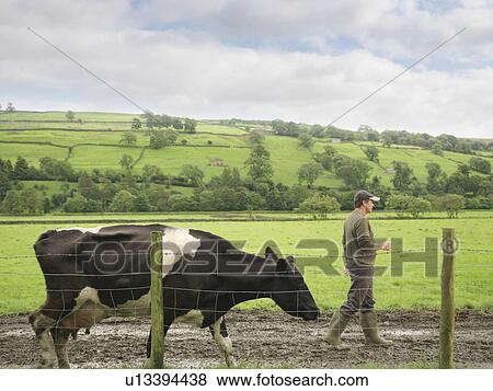 Farmer Walking With Cow View Large Photo Image Stock Photo - Farmer Walking With Cow. Fotosearch