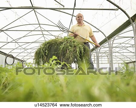 Farmer Weeding In Polytunnel View Large Photo Image Picture - Farmer Weeding In Polytunnel. Fotosearch