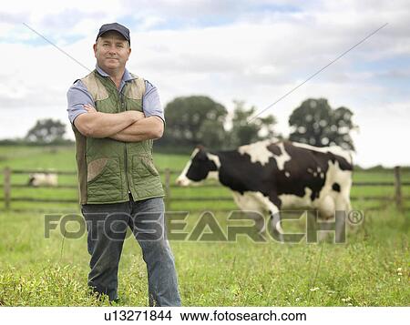 Farmer With Cow In Field View Large Photo Image Picture - Farmer With Cow In Field. Fotosearch