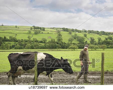 Stock Photo - Farmer With Cow. Fotosearch