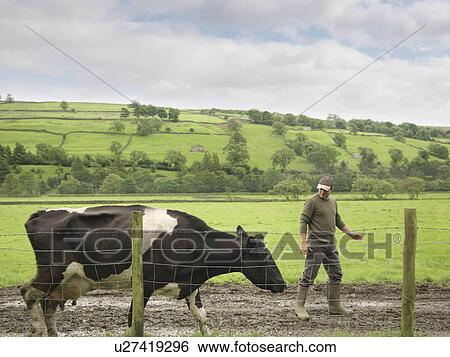 Farmer With Cow View Large Photo Image Stock Photograph - Farmer With Cow. Fotosearch