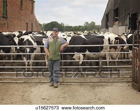 Farmer With Cows View Large Photo Image Stock Image - Farmer With Cows. Fotosearch