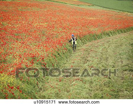 Stock Image - Female Ecologist In Poppy Field. Fotosearch