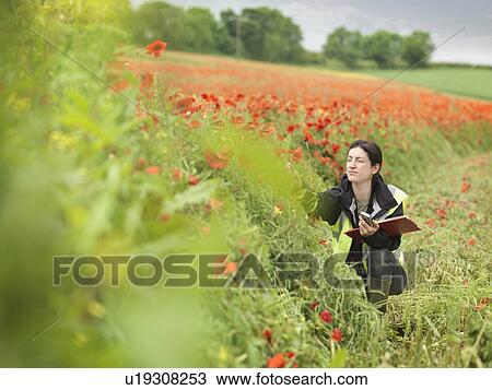 Stock Image - Female Ecologist In Poppy Field. Fotosearch