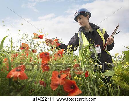Stock Image - Female Ecologist With Poppies. Fotosearch