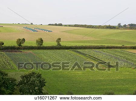 Stock Photo - fields of organic crops. Fotosearch