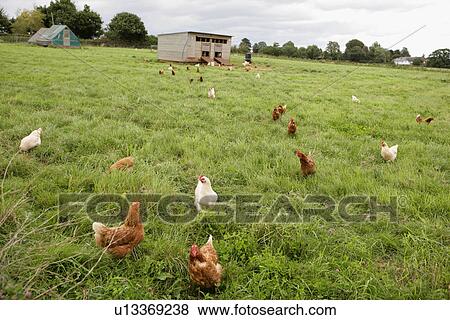 Stock Photo - Free Range chickens. Fotosearch