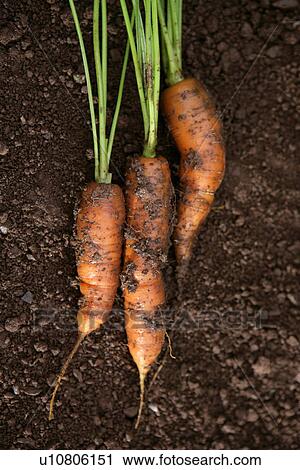 Stock Image - fresh picked carrots. Fotosearch