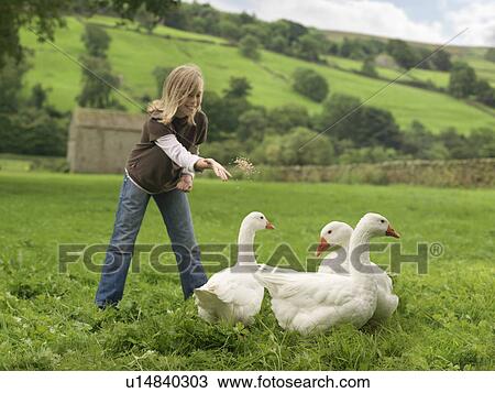Girl Feeding Geese View Large Photo Image Stock Image - Girl Feeding Geese. Fotosearch