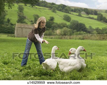 Girl Feeding Geese View Large Photo Image Stock Photo - Girl Feeding Geese. Fotosearch