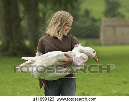 Girl Holding Goose View Large Photo Image Stock Image - Girl Holding Goose. Fotosearch