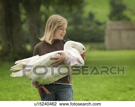 Girl Holding Goose View Large Photo Image Stock Image - Girl Holding Goose. Fotosearch