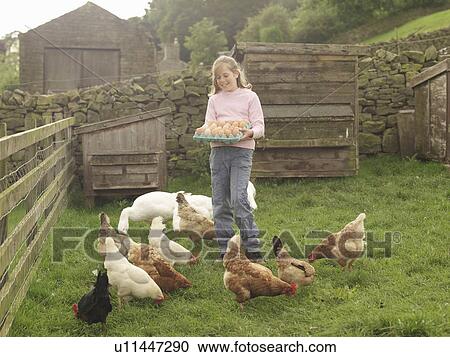 Girl Holding Tray Of Eggs With Hens View Large Photo Image Stock Image - Girl Holding Tray Of Eggs With Hens. Fotosearch