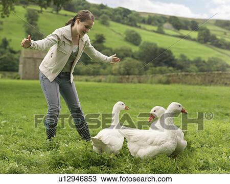 Stock Image - Girl Rounding Up Geese. Fotosearch