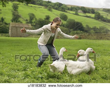 Girl Rounding Up Geese View Large Photo Image Stock Image - Girl Rounding Up Geese. Fotosearch