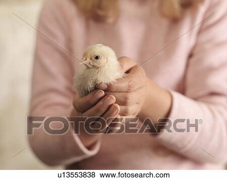 Stock Photo - Girl's Hands Holding Chick. Fotosearch