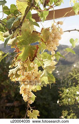 Stock Photography - Grapes. Fotosearch