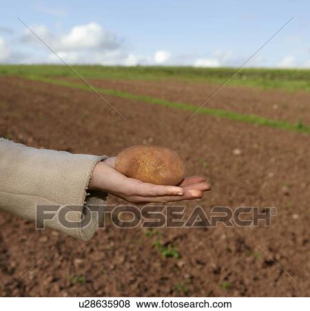 hand holds organic potato View Large Photo Image Stock Photo - hand holds organic potato. Fotosearch