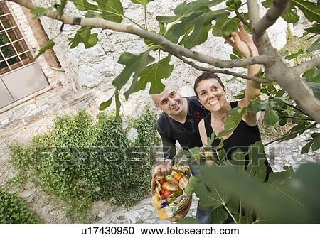 Stock Image - Man and woman picking figs. Fotosearch