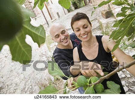 Man and woman picking figs View Large Photo Image Stock Image - Man and woman picking figs. Fotosearch