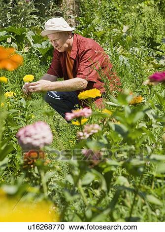 Stock Image - Man pruning his garden. Fotosearch