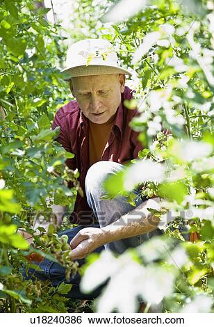 Man pruning his garden View Large Photo Image Stock Photograph - Man pruning his garden. Fotosearch