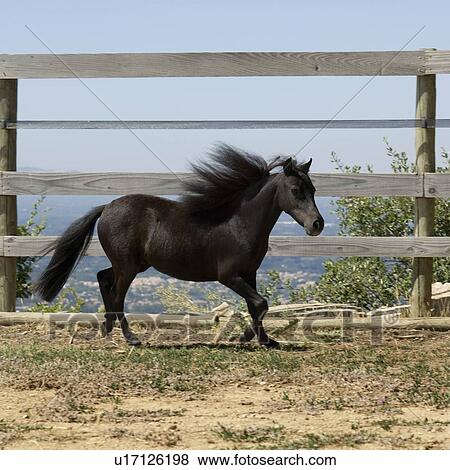 Stock Photo - Miniature horse running. Fotosearch