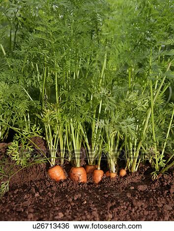 organic carrots growing View Large Photo Image Stock Photograph - organic carrots growing. Fotosearch
