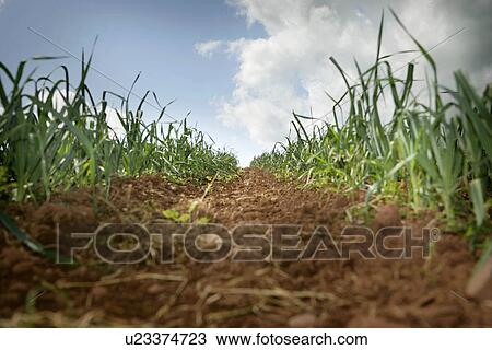 Organic leeks View Large Photo Image Stock Image - Organic leeks. Fotosearch