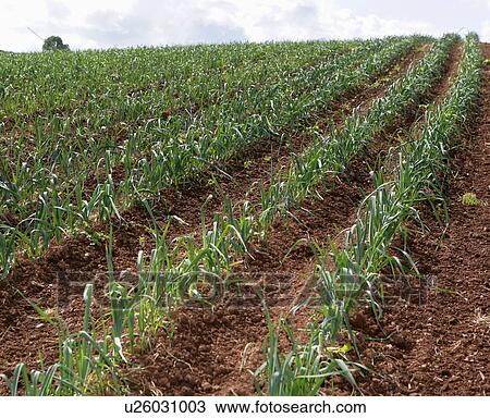 Organic leeks View Large Photo Image Stock Image - Organic leeks. Fotosearch