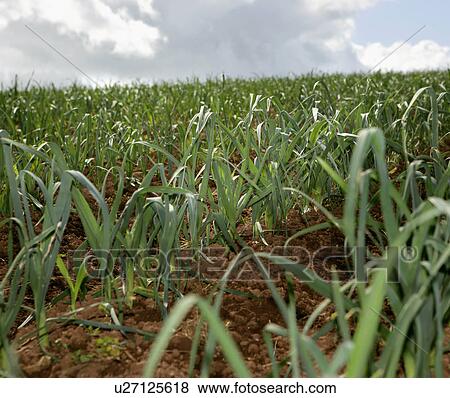 Organic leeks View Large Photo Image Stock Photo - Organic leeks. Fotosearch